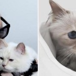 Choupette, héritière de Karl Lagerfeld, enrichit sa "nouvelle maman"