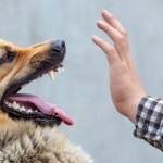 Mon chien a causé des dommages : quelle est ma responsabilité ?